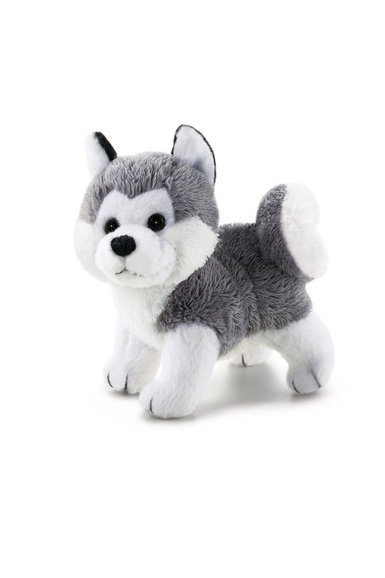 Sw Col Husky